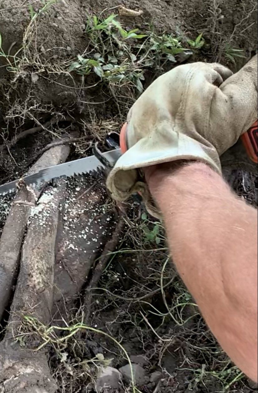Cutting Branch of Tree — Kingston, NY — Roots Up Plant Health Inc.