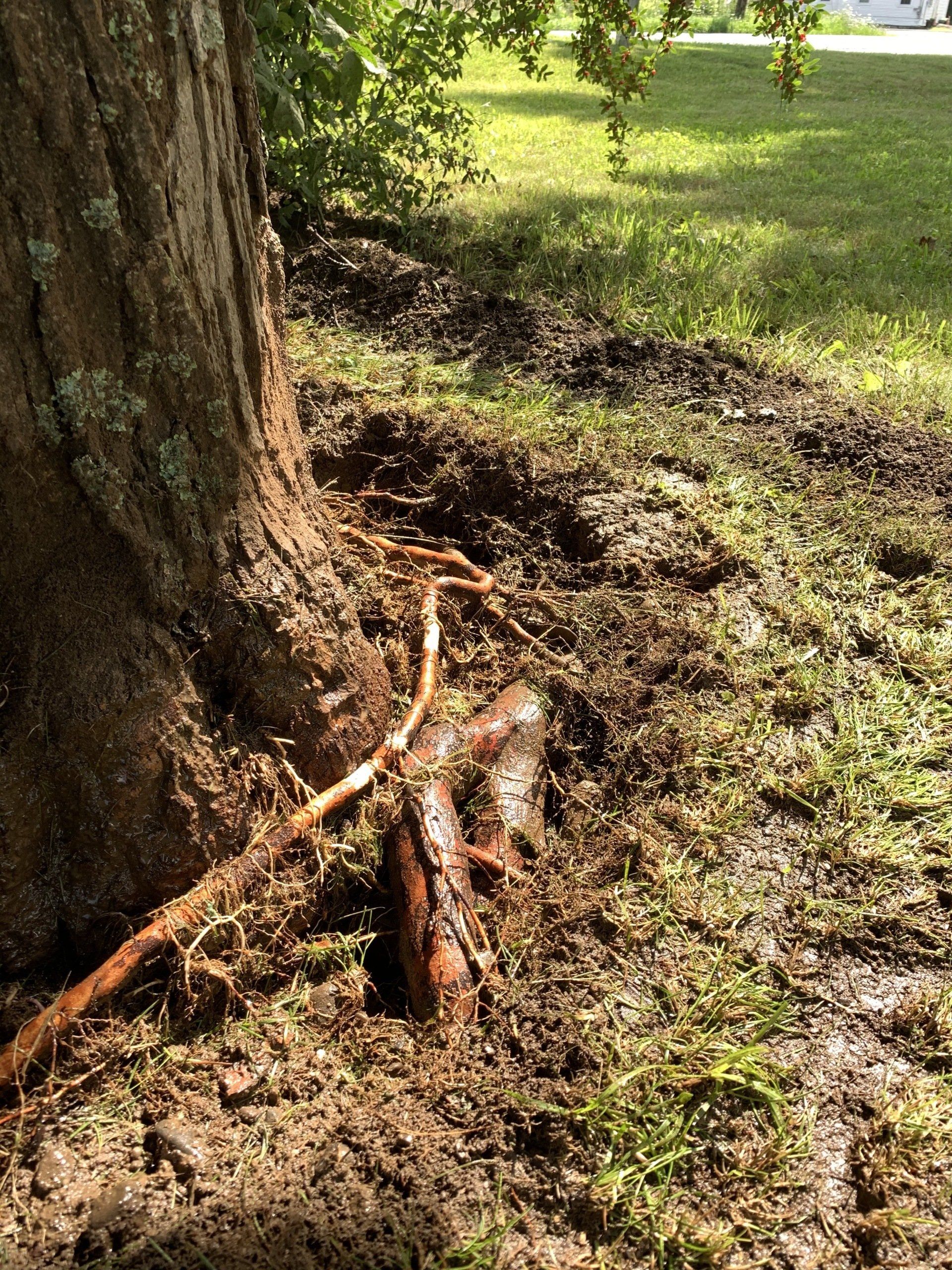 Damaged Roots — Kingston, NY — Roots Up Plant Health Inc.