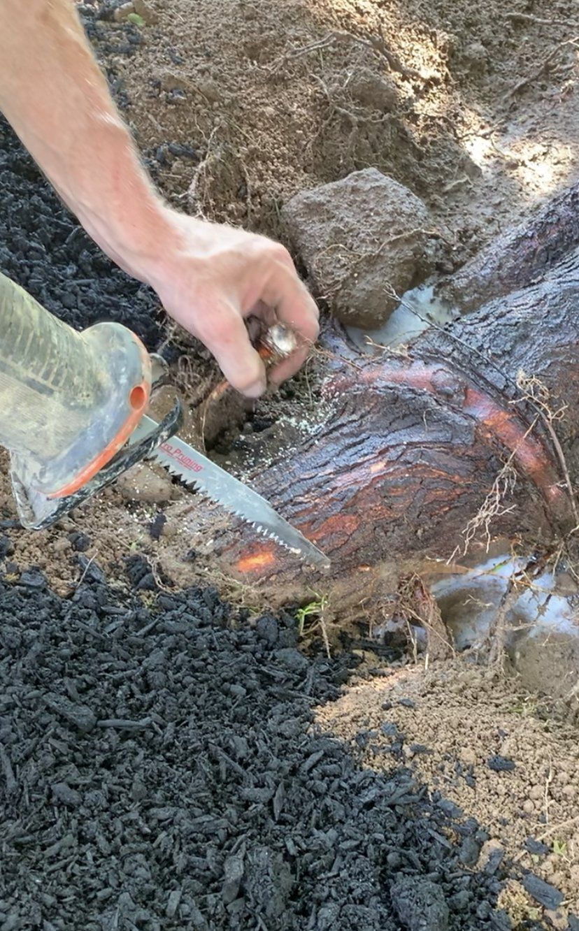 Cutting Tree Roots — Kingston, NY — Roots Up Plant Health Inc.