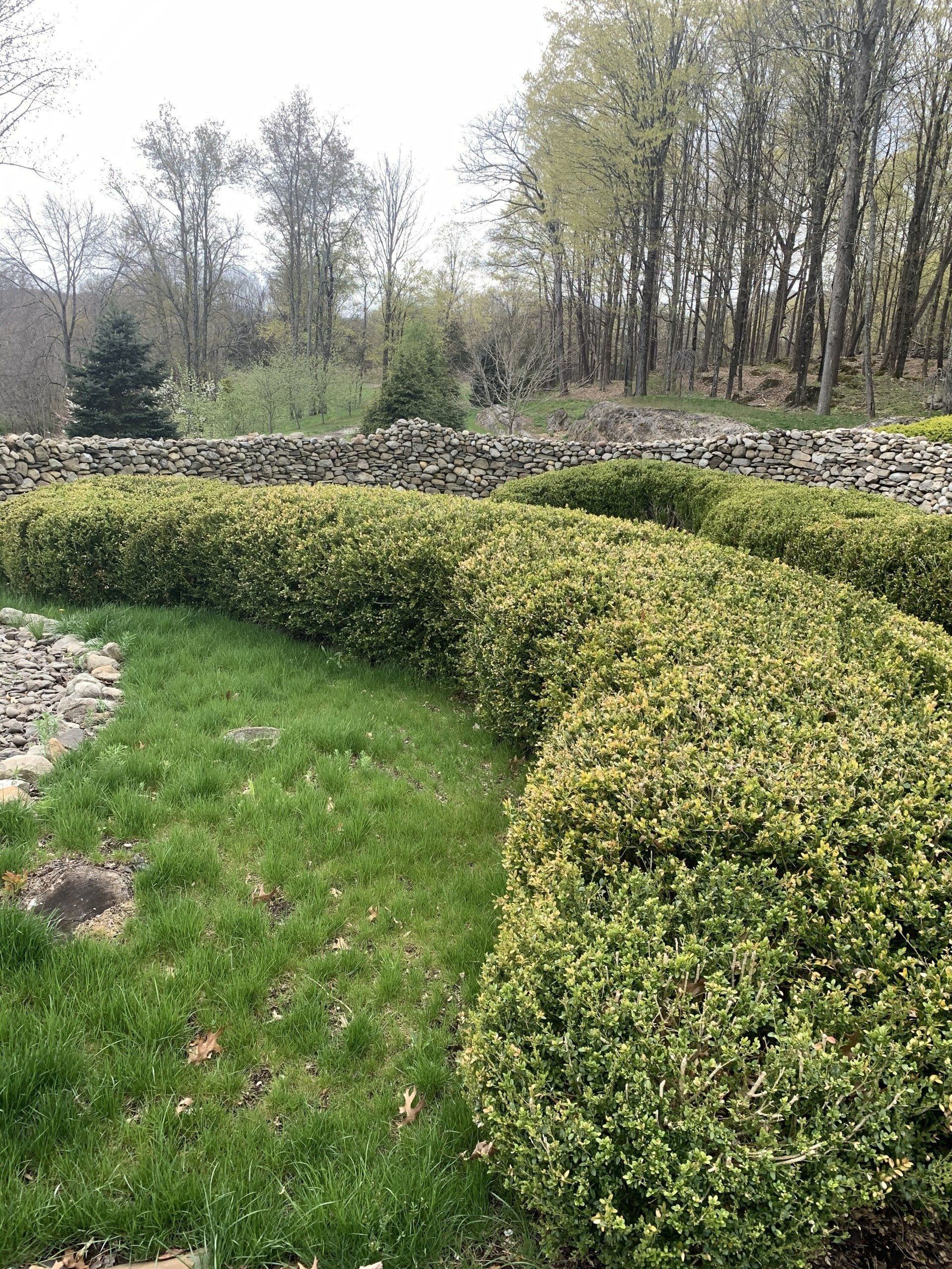 Clean Bush — Kingston, NY — Roots Up Plant Health Inc.