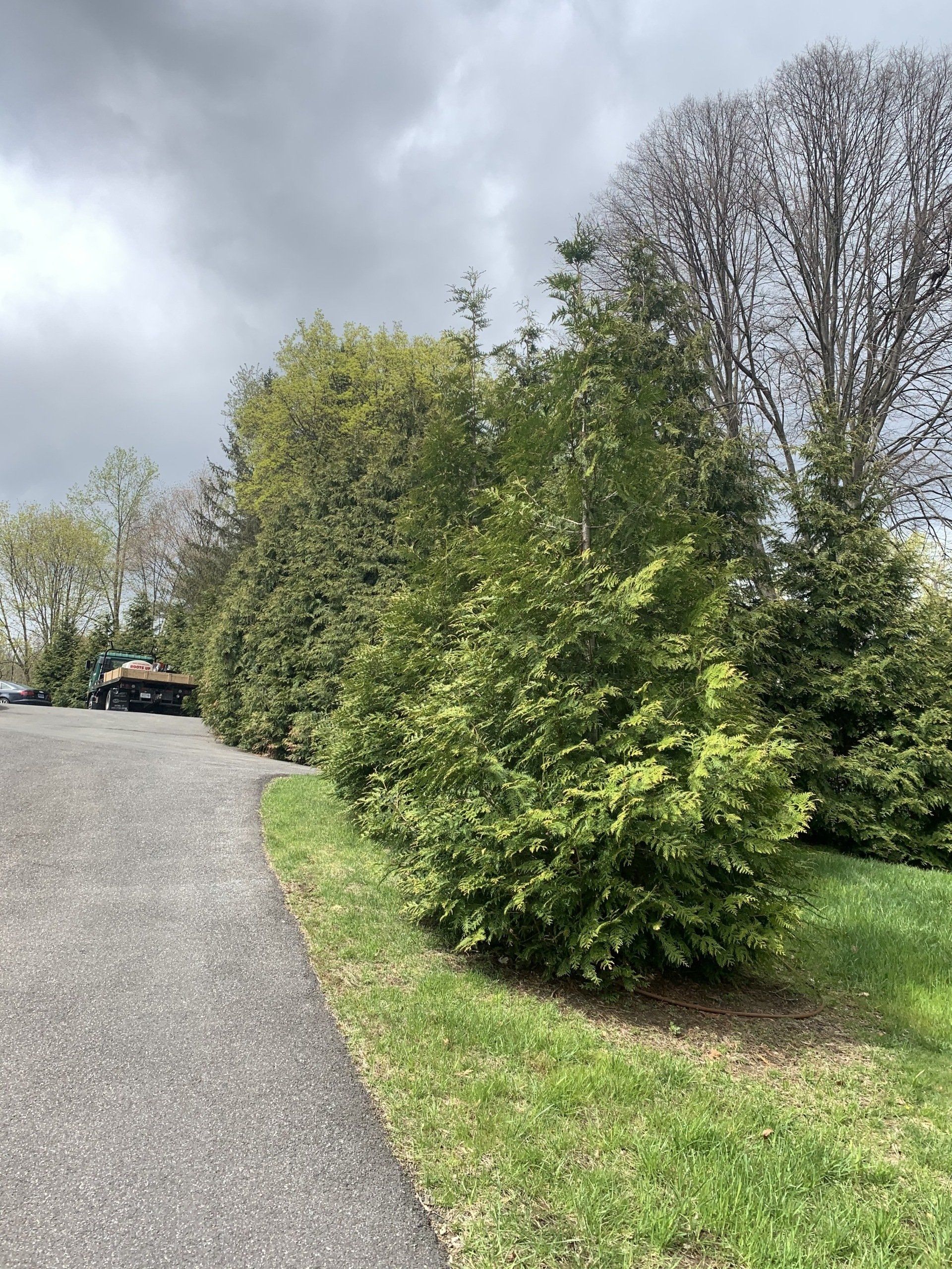 Big Pile of Trees — Kingston, NY — Roots Up Plant Health Inc.