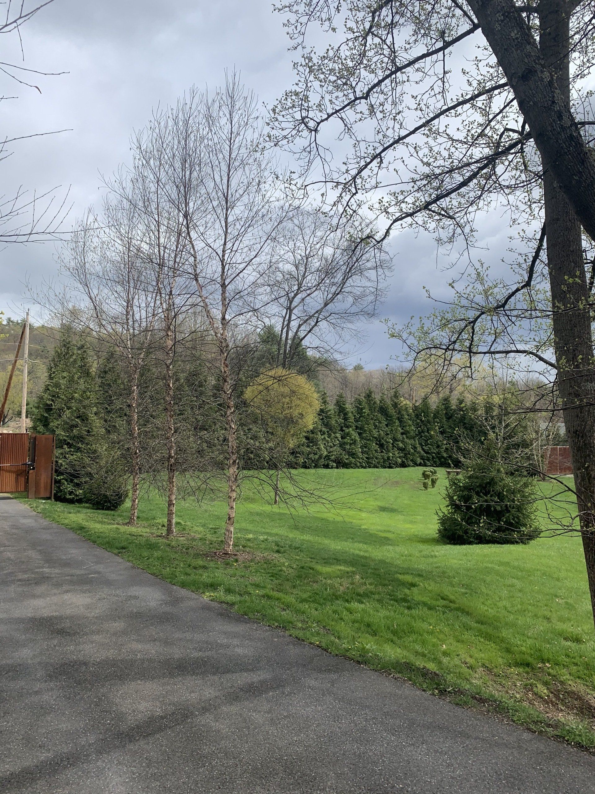 Cleared Trees — Kingston, NY — Roots Up Plant Health Inc.