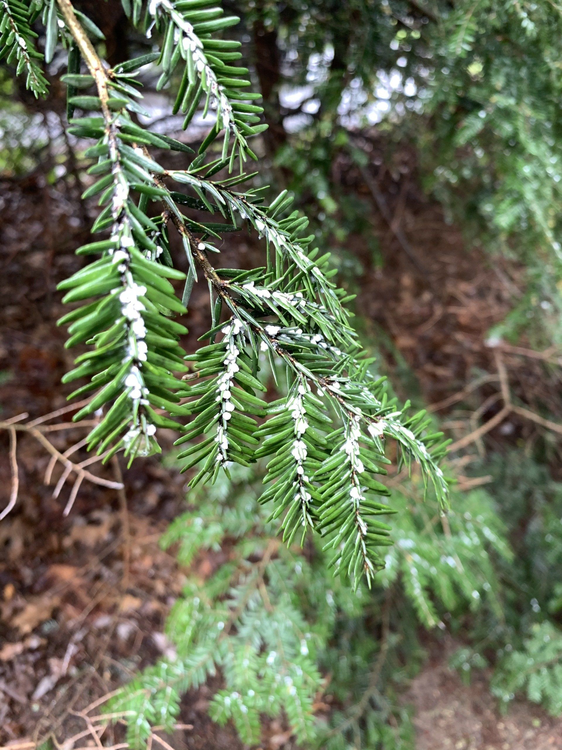 Tree Branch — Kingston, NY — Roots Up Plant Health Inc.