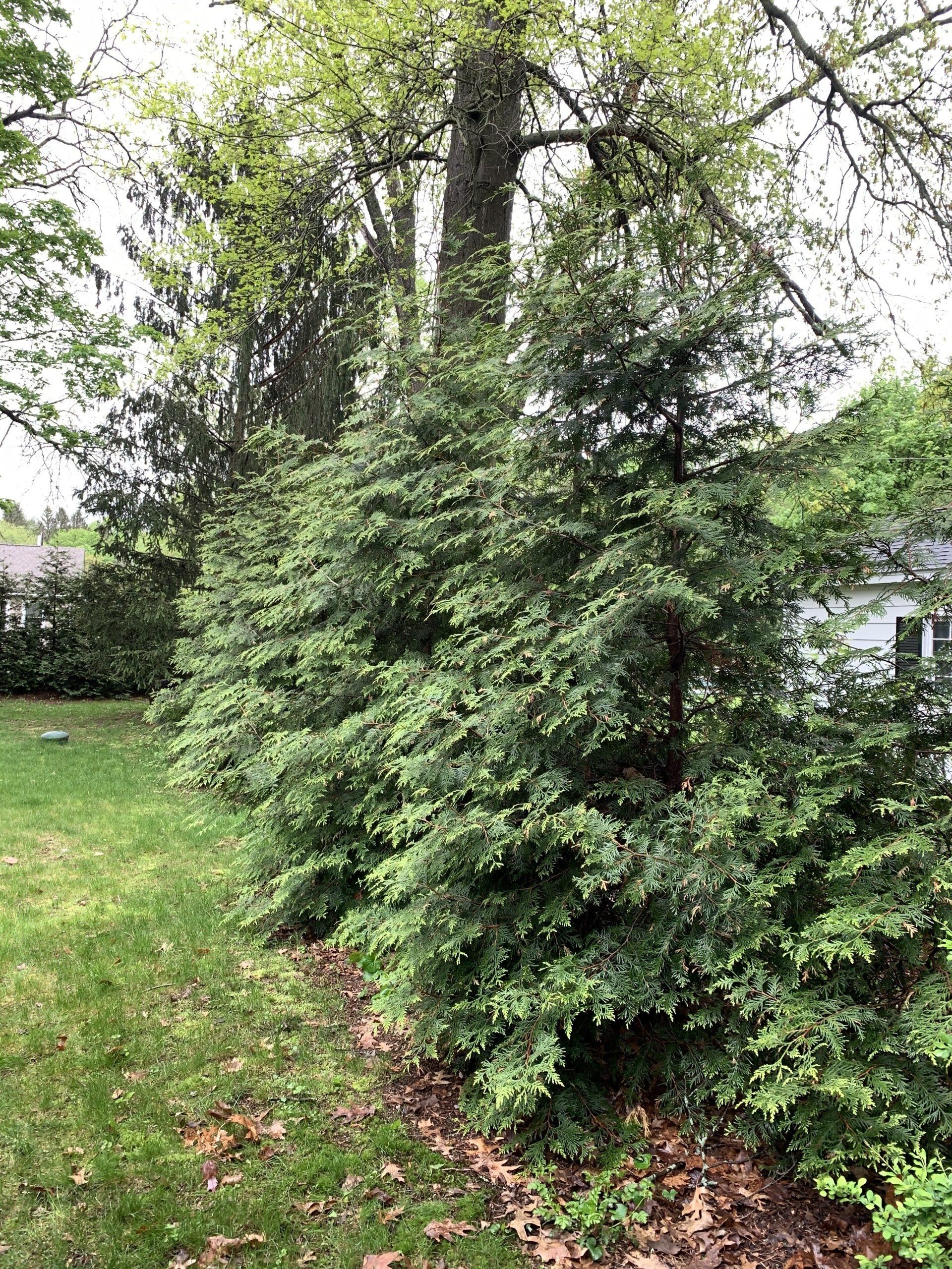 Trees with Leaves — Kingston, NY — Roots Up Plant Health Inc.