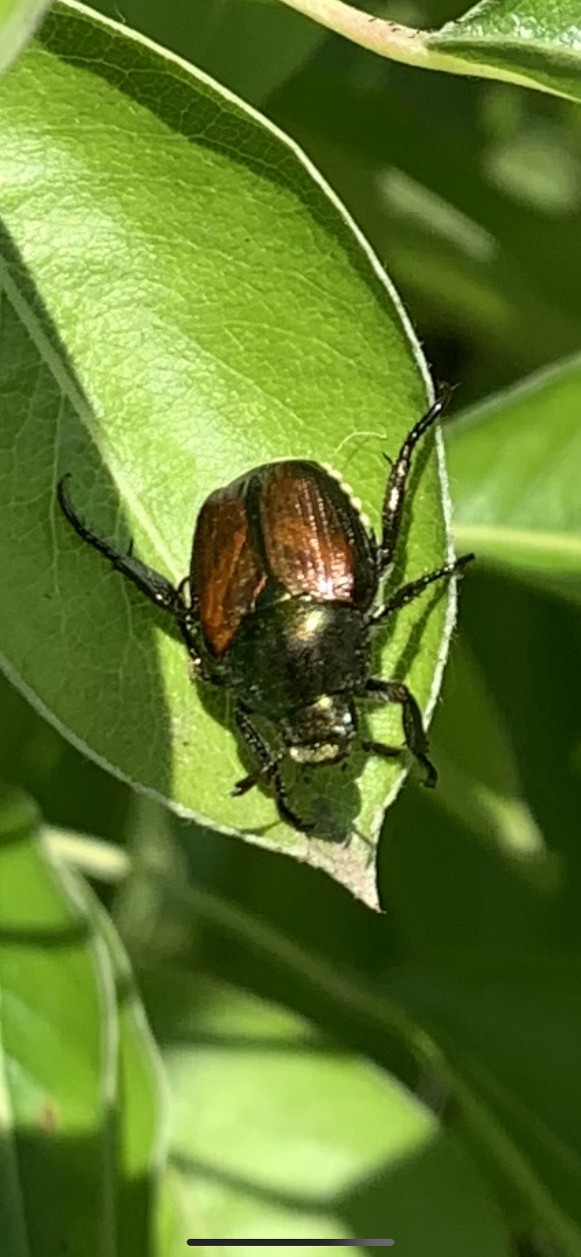 Bug — Kingston, NY — Roots Up Plant Health Inc.