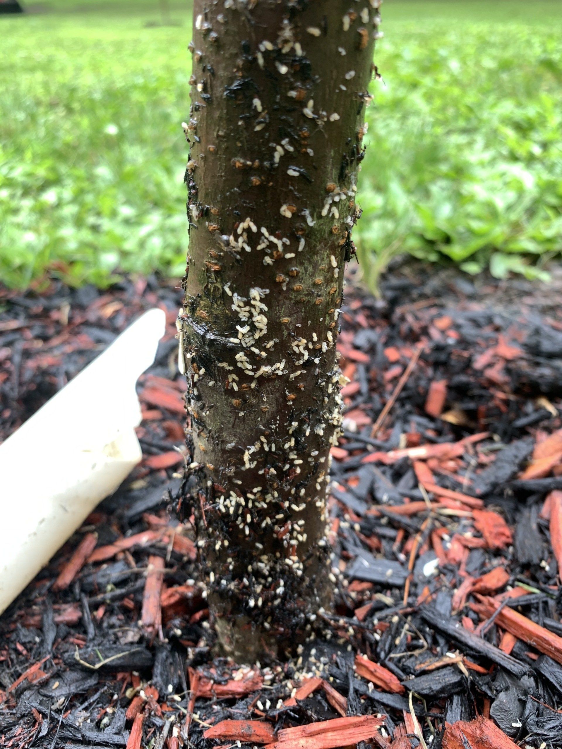 Insects on Tree — Kingston, NY — Roots Up Plant Health Inc.