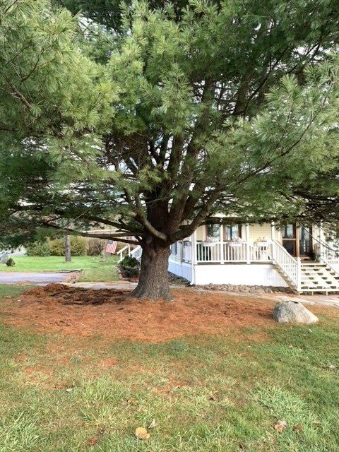 Huge Tree - Kingston, NY - Roots Up Plant Health Inc.
