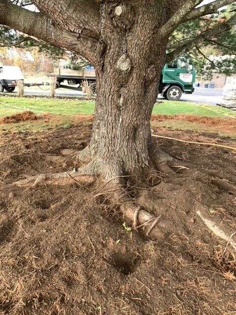 Tree With Brown Soil - Kingston, NY - Roots Up Plant Health Inc.