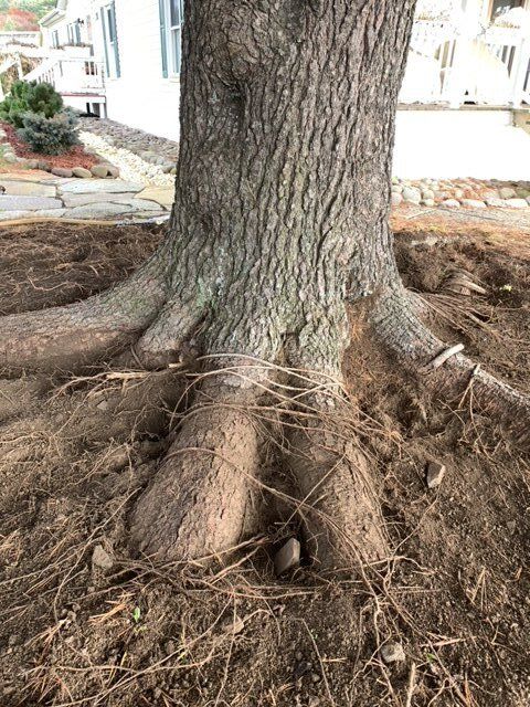 Tree With Huge Roots - Kingston, NY - Roots Up Plant Health Inc.