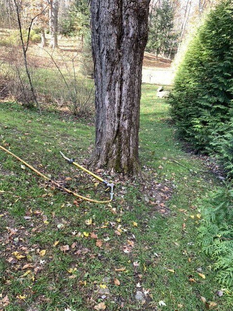 Semi Thin Wood Branch - Kingston, NY - Roots Up Plant Health Inc.
