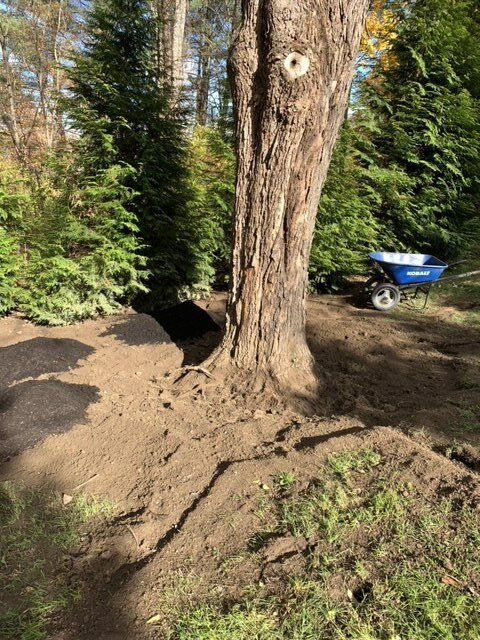 Tree With Healthy Roots - Kingston, NY - Roots Up Plant Health Inc.