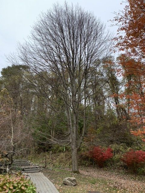 Thin Branches - Kingston, NY - Roots Up Plant Health Inc.