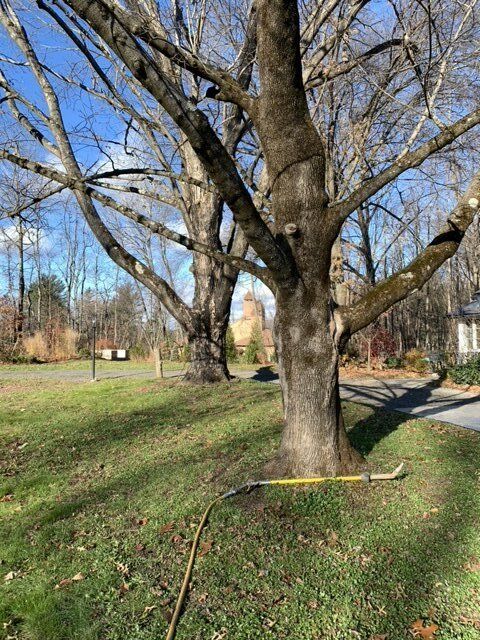 Two Giant Trees - Kingston, NY - Roots Up Plant Health Inc.