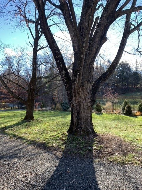 Trees Beside The Lake - Kingston, NY - Roots Up Plant Health Inc.