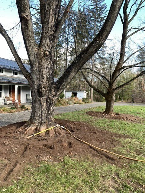 Newly Soiled Tree - Kingston, NY - Roots Up Plant Health Inc.
