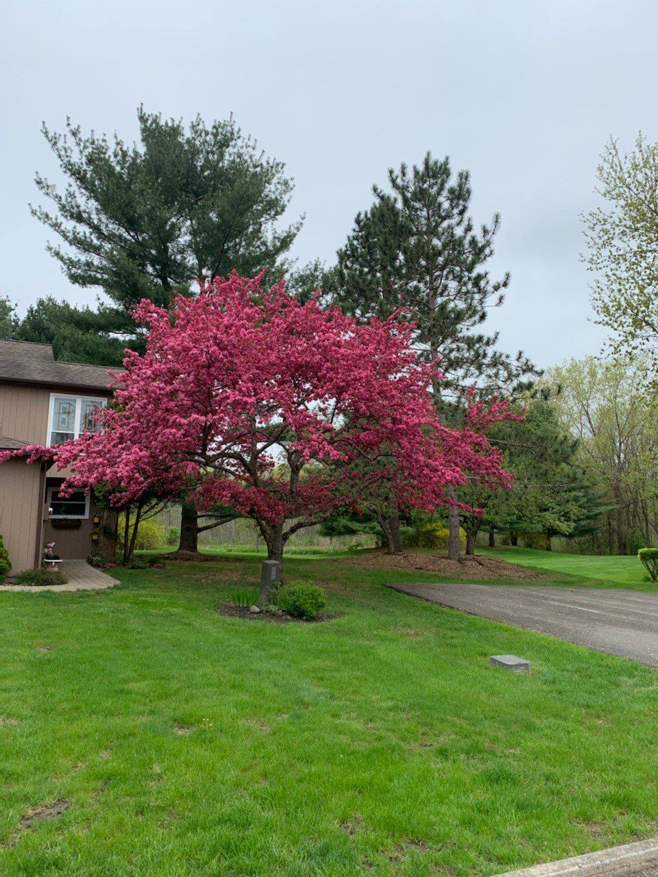 Ornamental Pruning — Kingston, NY — Roots Up Plant Health Inc.