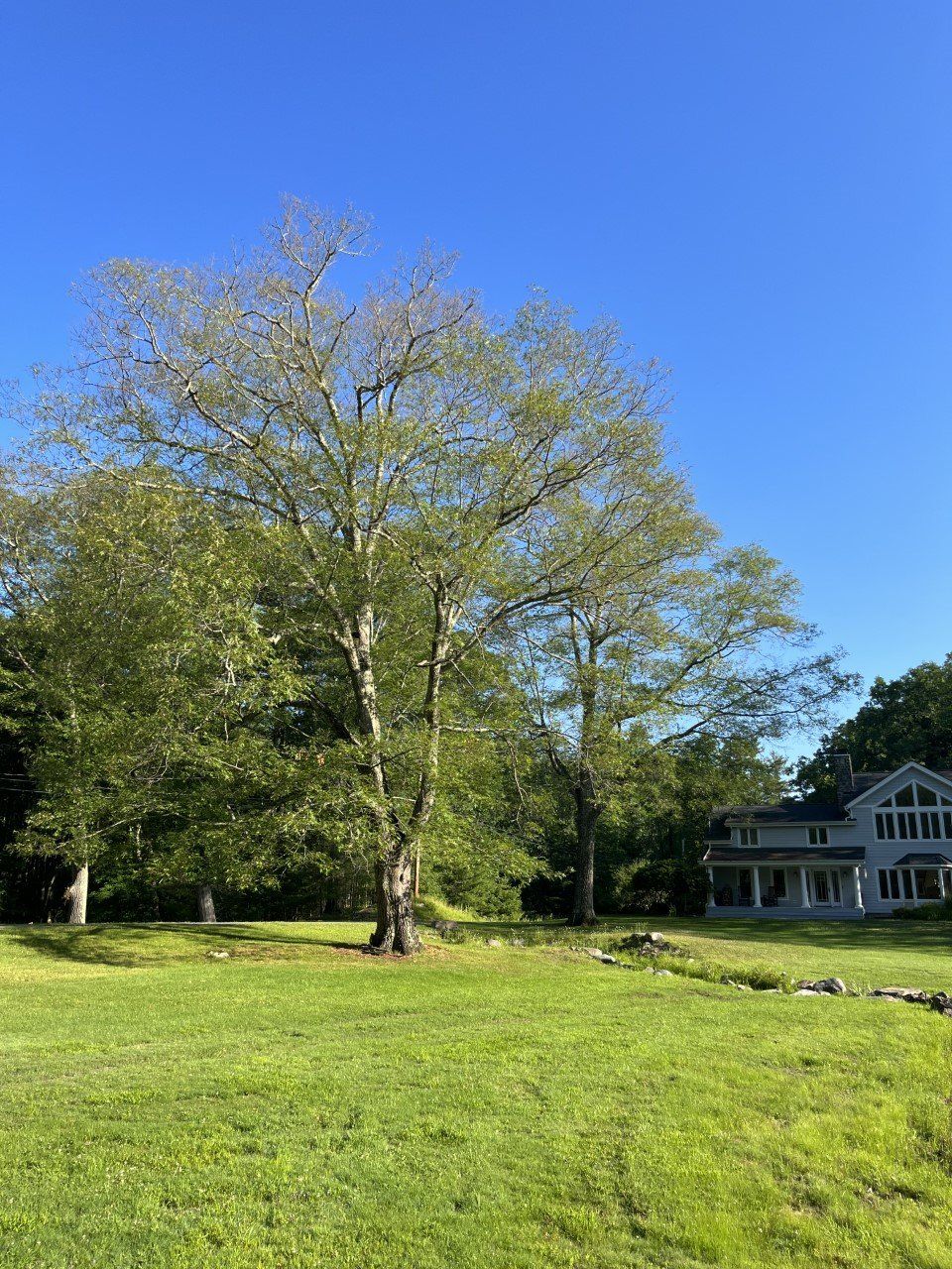 Trees Beside Driveway — Kingston, NY — Roots Up Plant Health Inc.