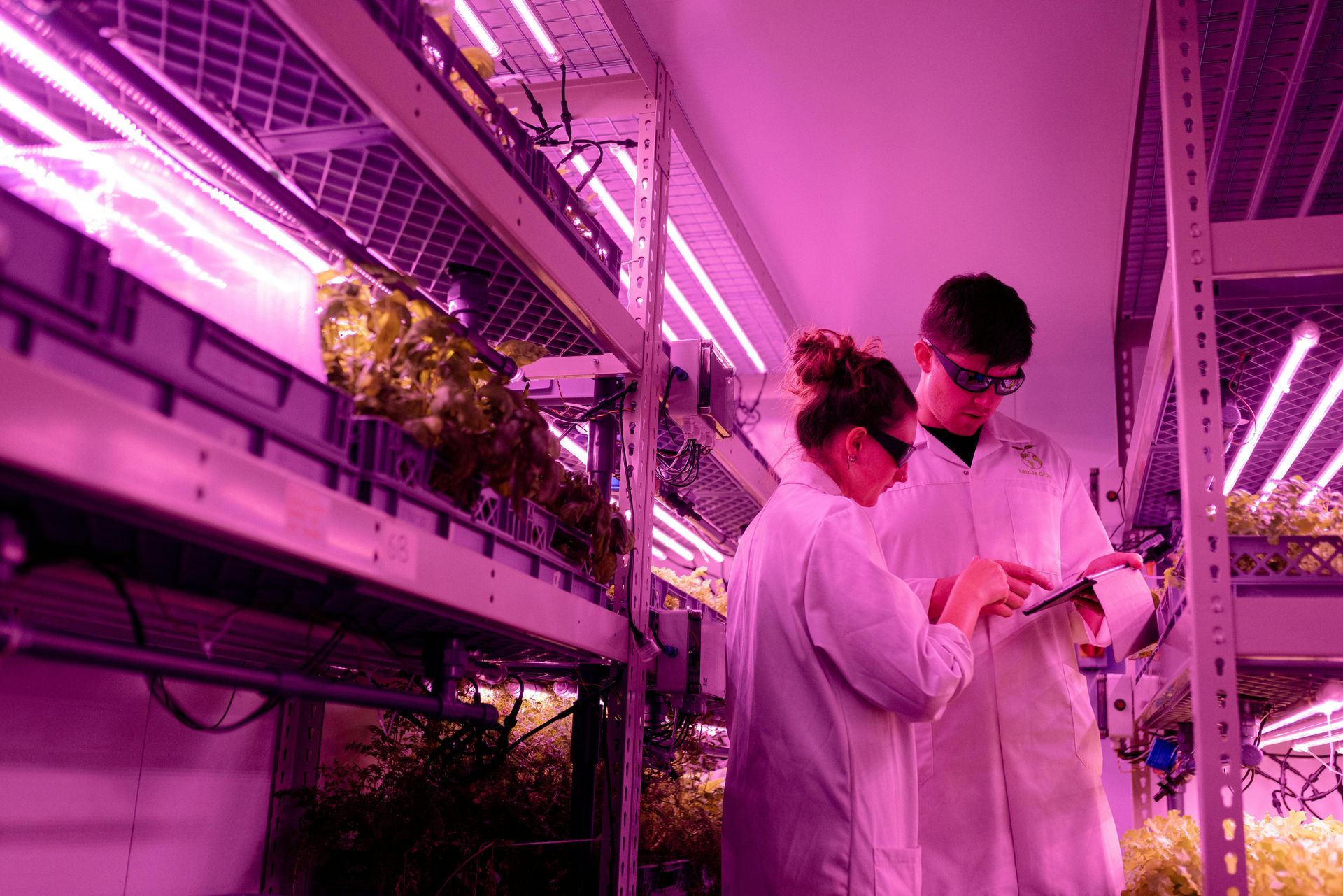 Two people in lab coats examine data in a vertical farm. Pink grow lights illuminate the shelving with plants.