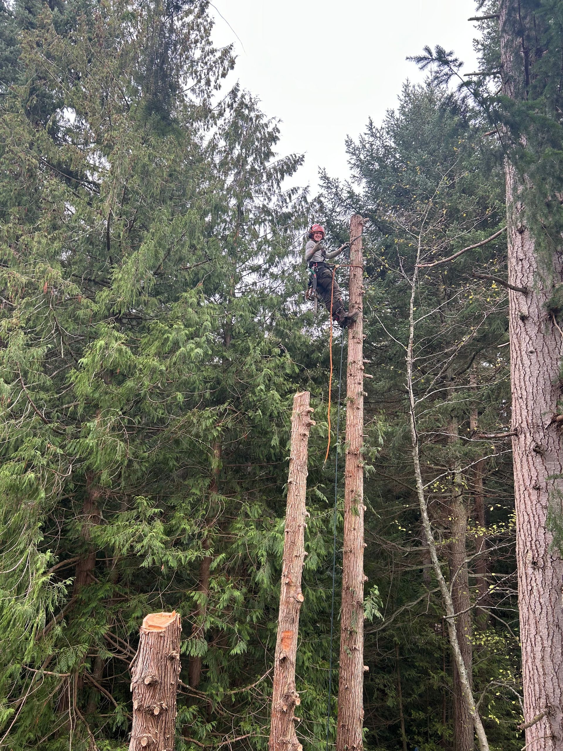 Person climbing a tall tree trunk in a forest, surrounded by evergreen trees