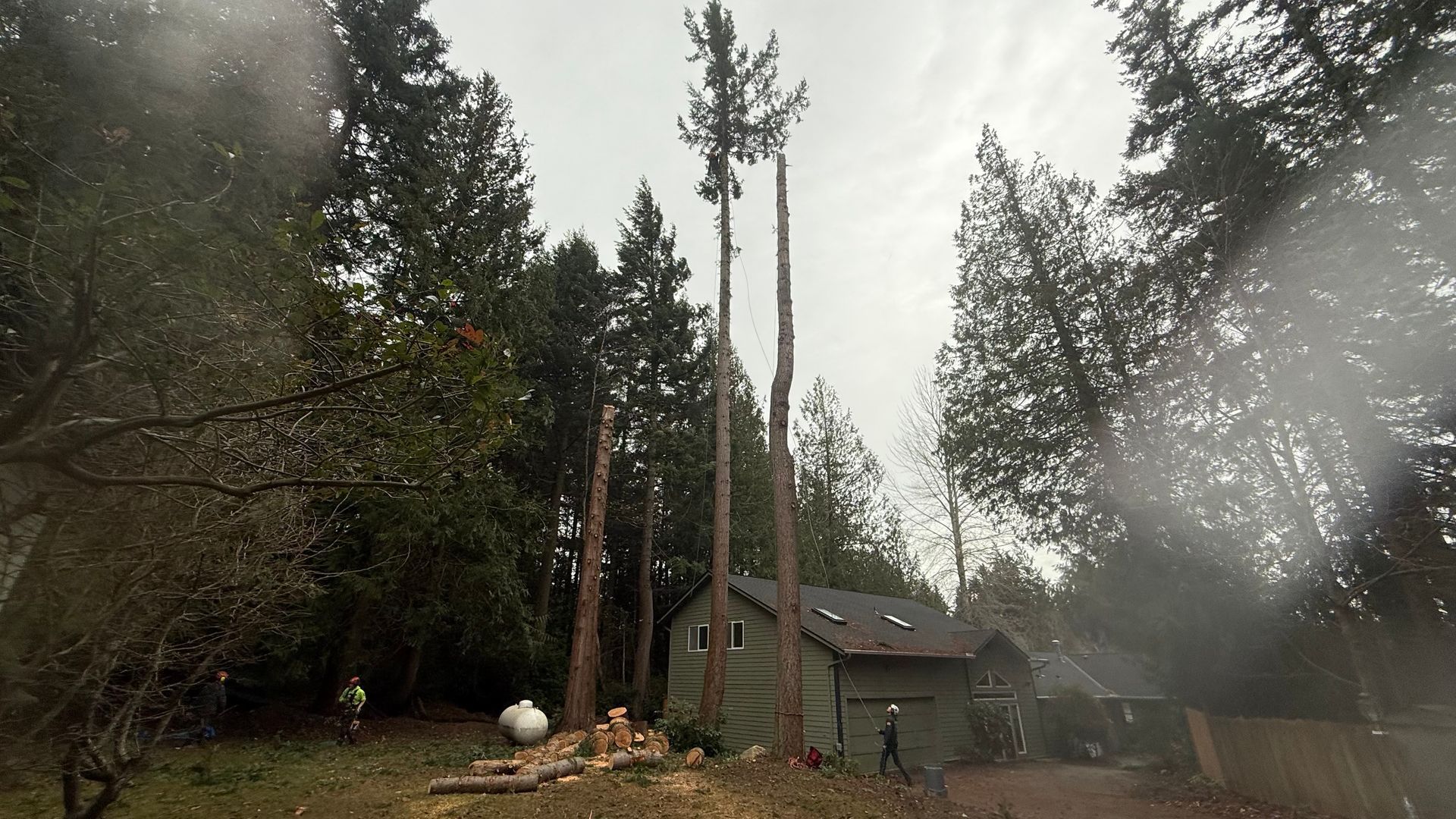 Tall trees beside a small cabin in a misty, wooded yard with scattered logs and overcast sky