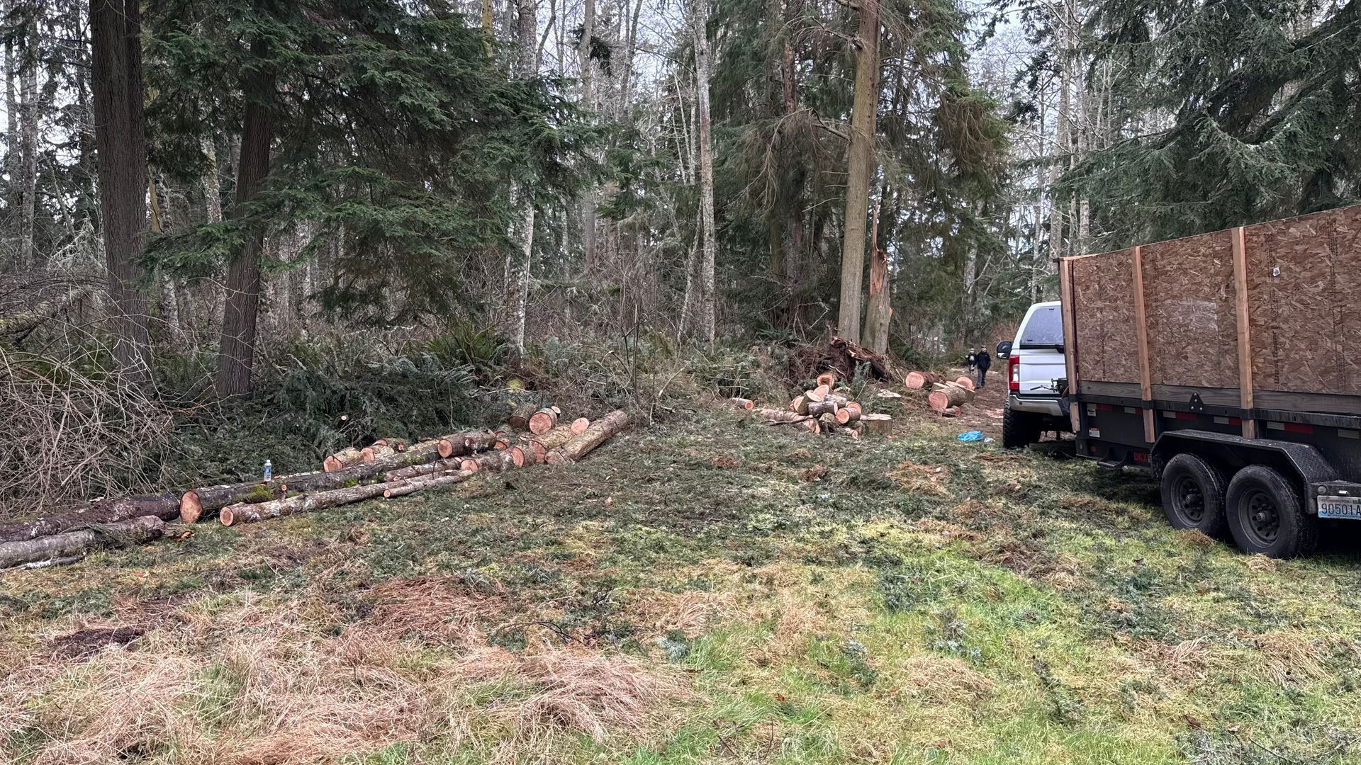 Truck parked beside a wooded lot with freshly cut logs and scattered branches on the ground.