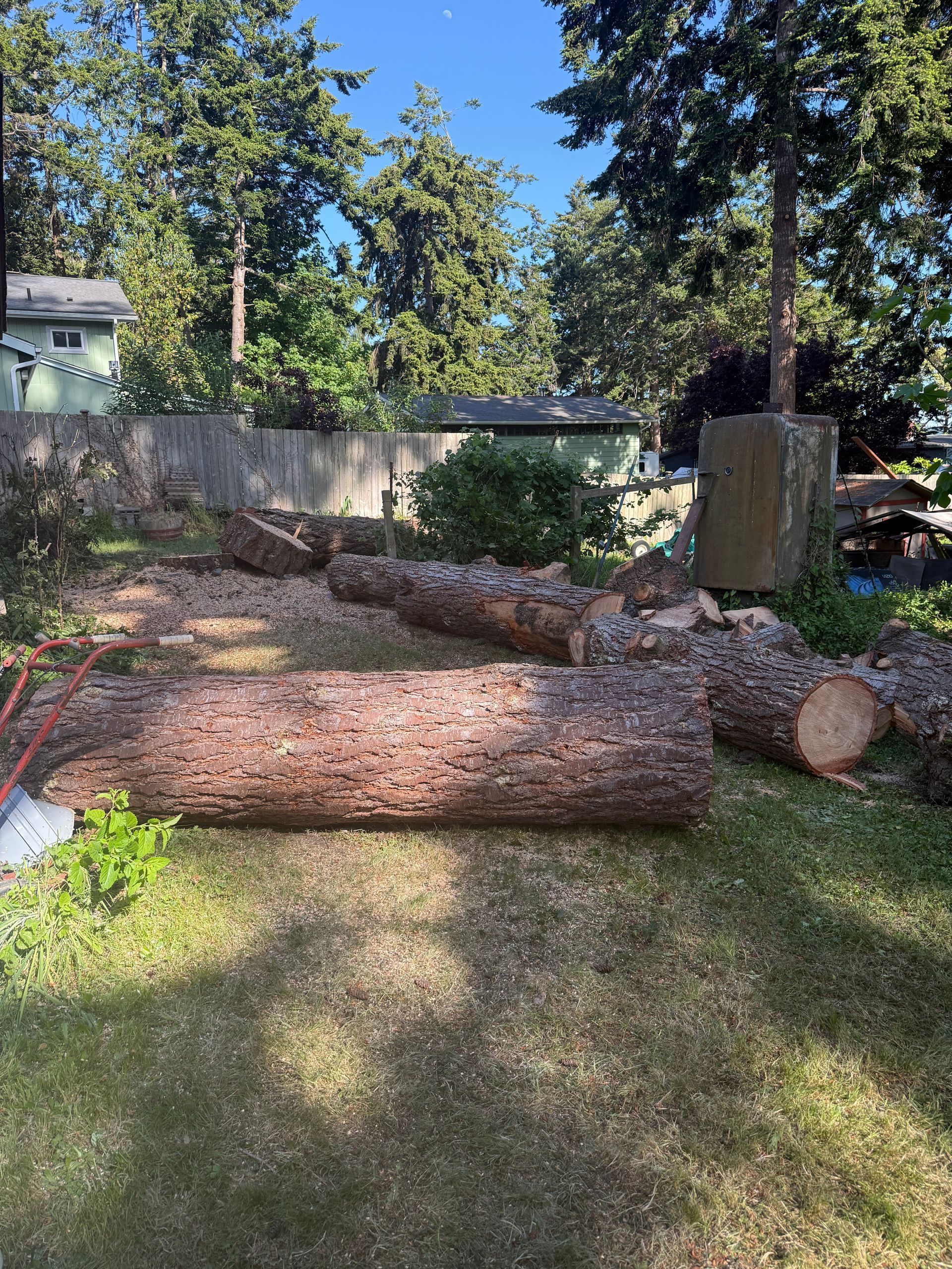 Backyard with a large fallen tree trunk on grass, wood logs, and a fence under tall trees
