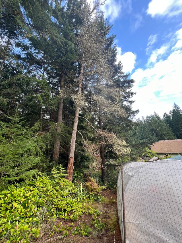 Forest edge with tall pine trees, green shrubs, and part of a tiled roof under a blue sky with clouds