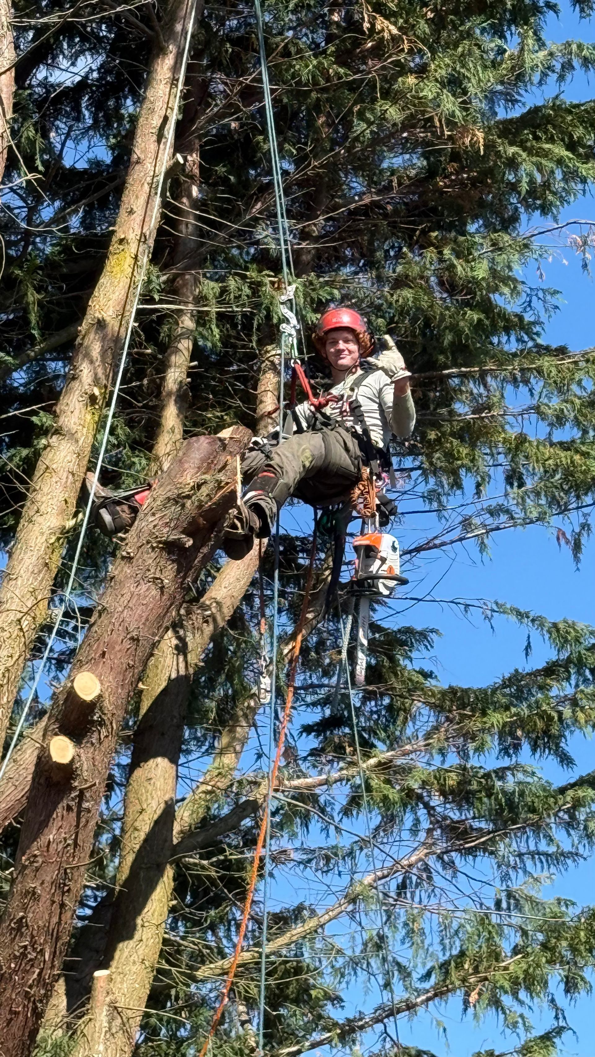 Tree worker in red helmet suspended in a harness high among tall conifers, trimming branches.
