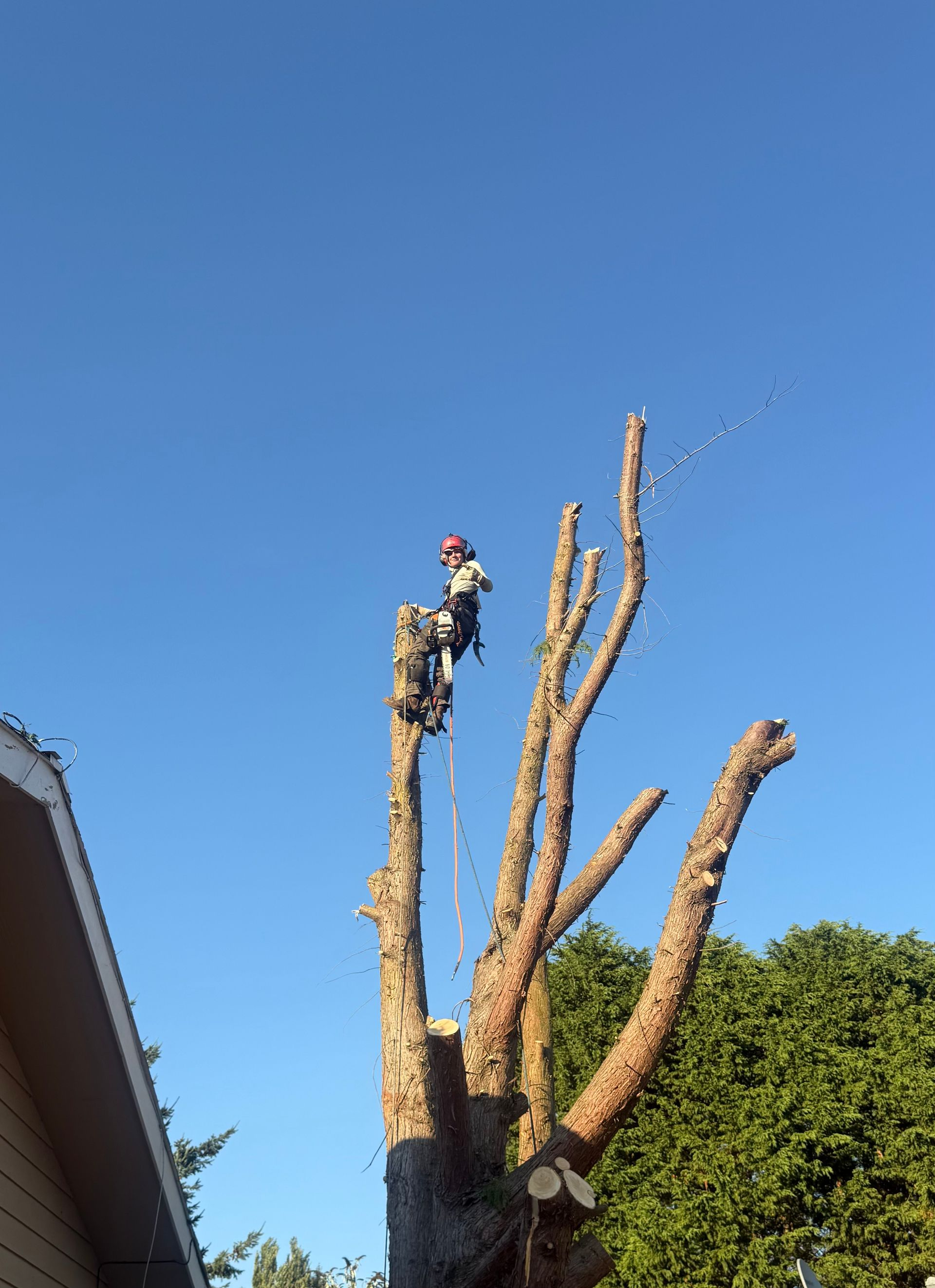 Worker in a safety harness trimming tall tree branches against a clear blue sky