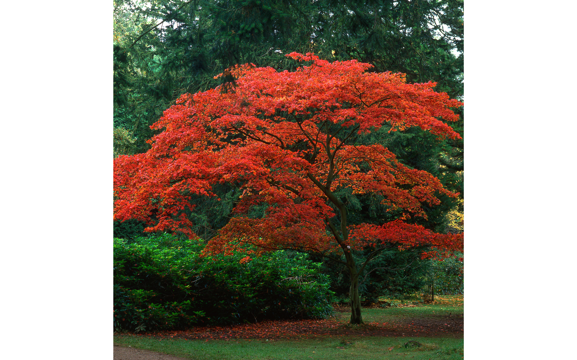 Bright red flowering tree in a green garden with dense foliage in the background