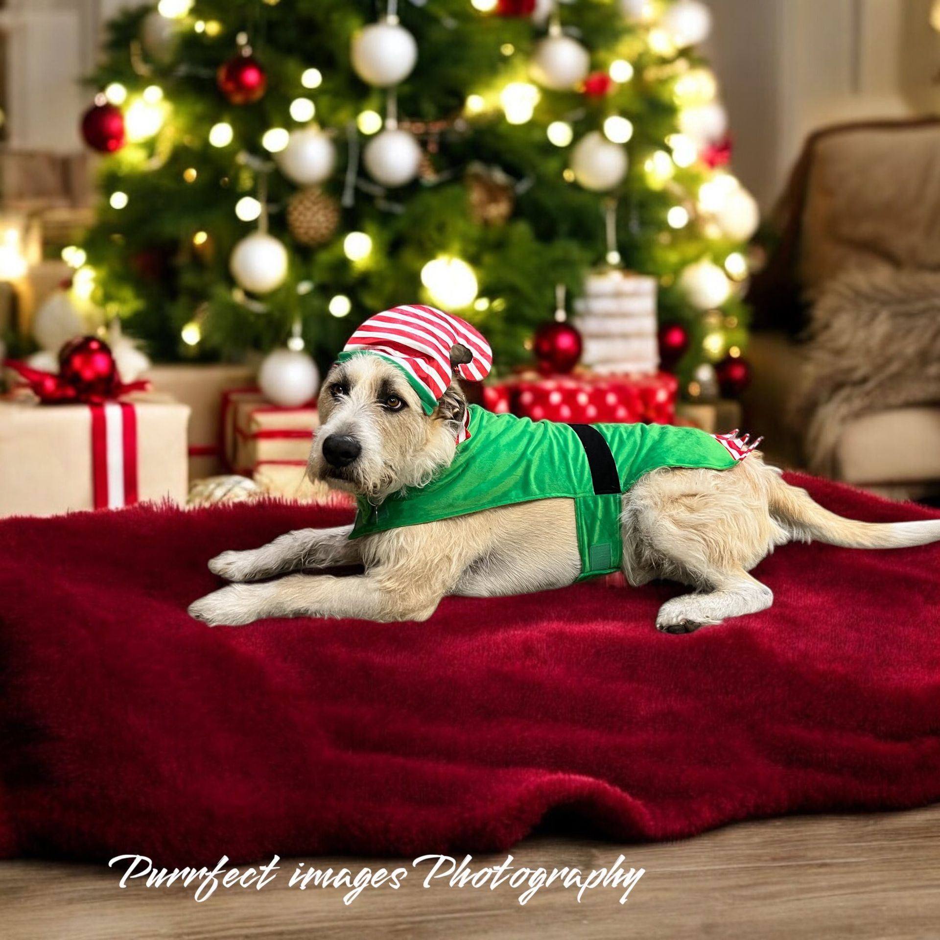 Dog wearing Santa costume with stuffed Santa figure on back, Christmas tree in background — Costumes Galore In Maroochydore, QLD