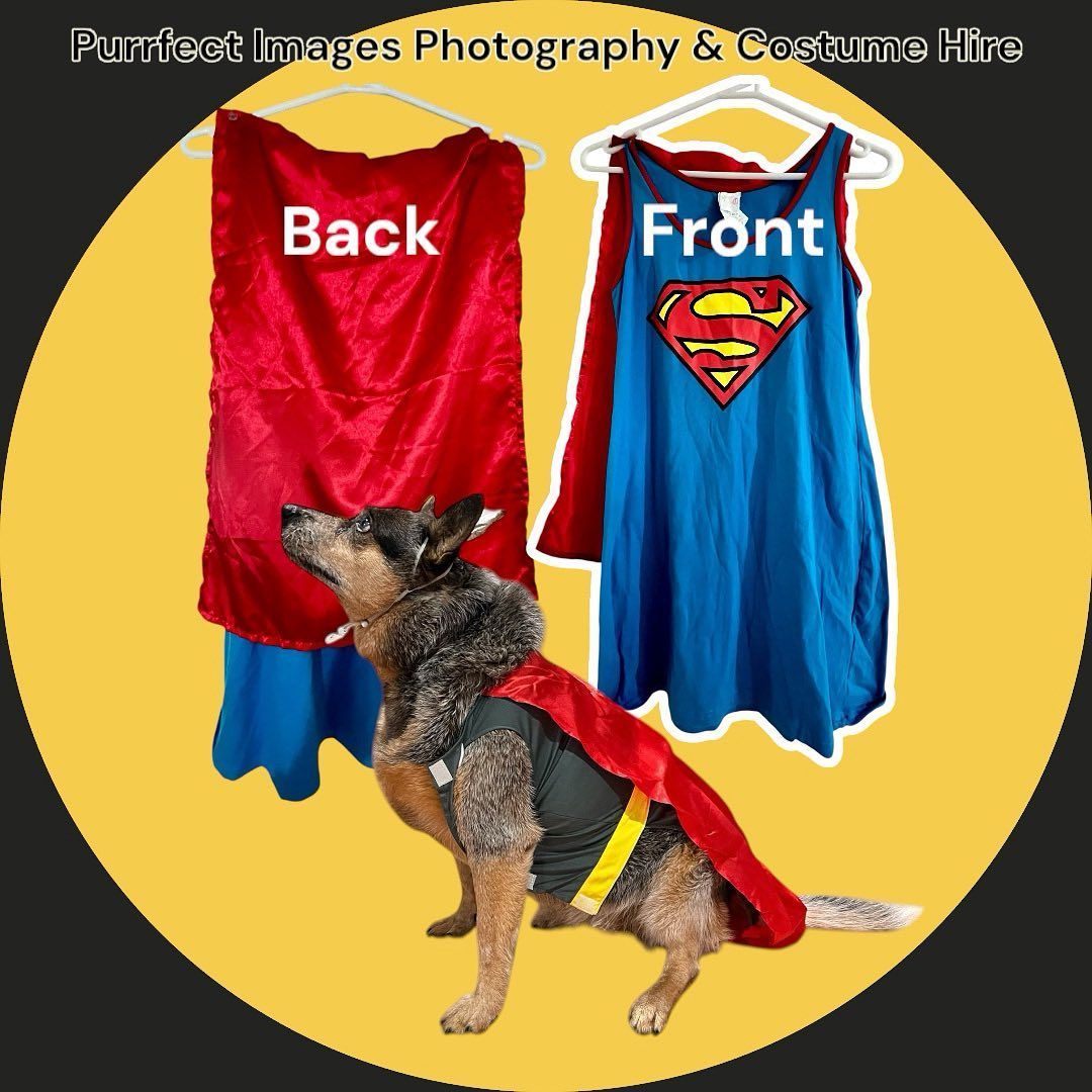 Dog wearing a Superman costume with a red cape, alongside the front and back view of the costume — Costumes Galore In Maroochydore, QLD