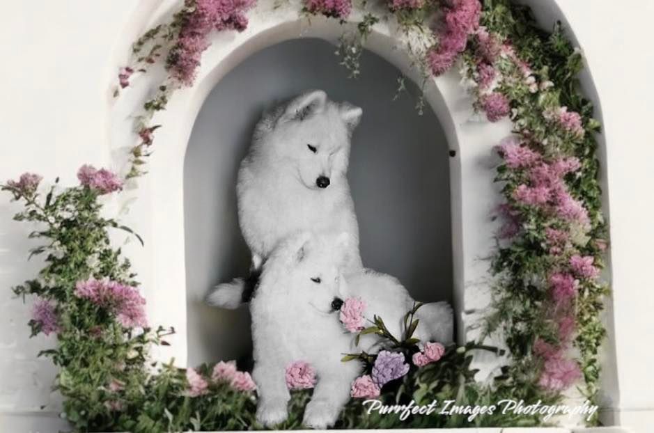 Dog in Santa costume, elves, snowy forest — Costumes Galore In Maroochydore, QLD