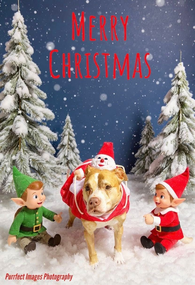 Dog in Santa costume with elves, snow, Christmas message — Costumes Galore In Maroochydore, QLD