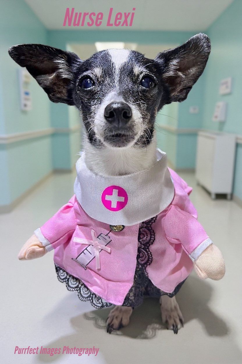 Nurse Lexi the dog in pink nurse outfit in a hospital hallway — Costumes Galore In Maroochydore, QLD