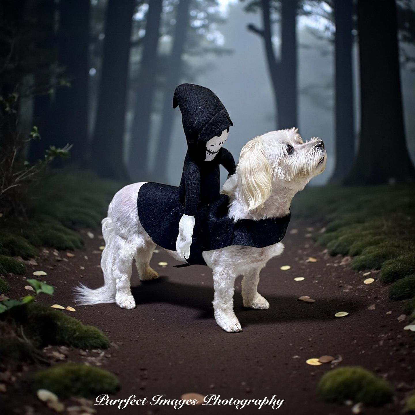 Dog with a grim reaper rider on a path in a spooky forest — Costumes Galore In Maroochydore, QLD