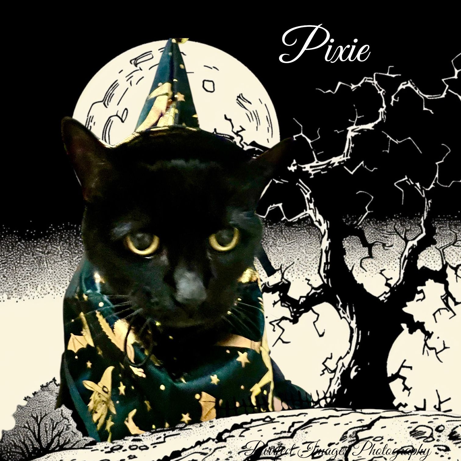 Black cat in wizard costume with moon and spooky tree background.
