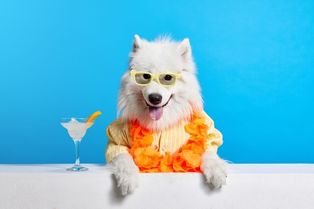 Fluffy Samoyed Dog Wearing Yellow Sunglasses, Orange Lei, and Margarita — Costumes Galore in Fraser Coast, QLD
