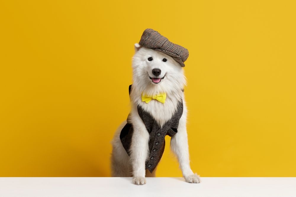 Fluffy Samoyed Dog Wearing Brown Cap, Vest, Yellow Bowtie — Costumes Galore in Fraser Coast, QLD
 