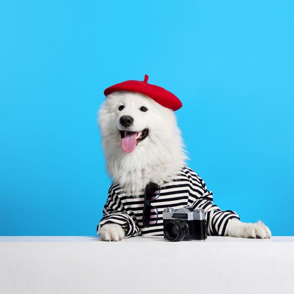 Fluffy White Samoyed Dog Wearing a Red Beret and Striped Shirt — Costumes Galore in Fraser Coast, QLD