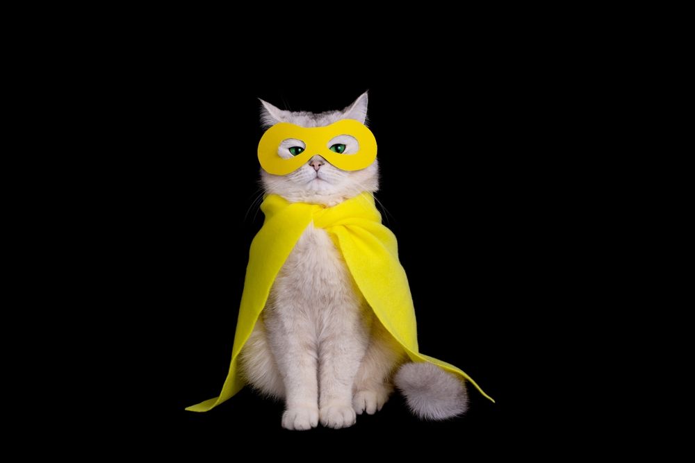Cat Wearing a Yellow Cape — Costumes Galore in Fraser Coast, QLD