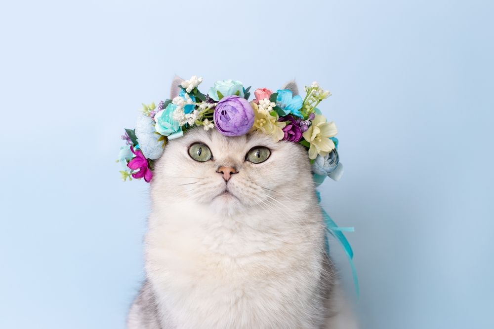 Cat With a Flower Crown on the Head — Costumes Galore in Fraser Coast, QLD