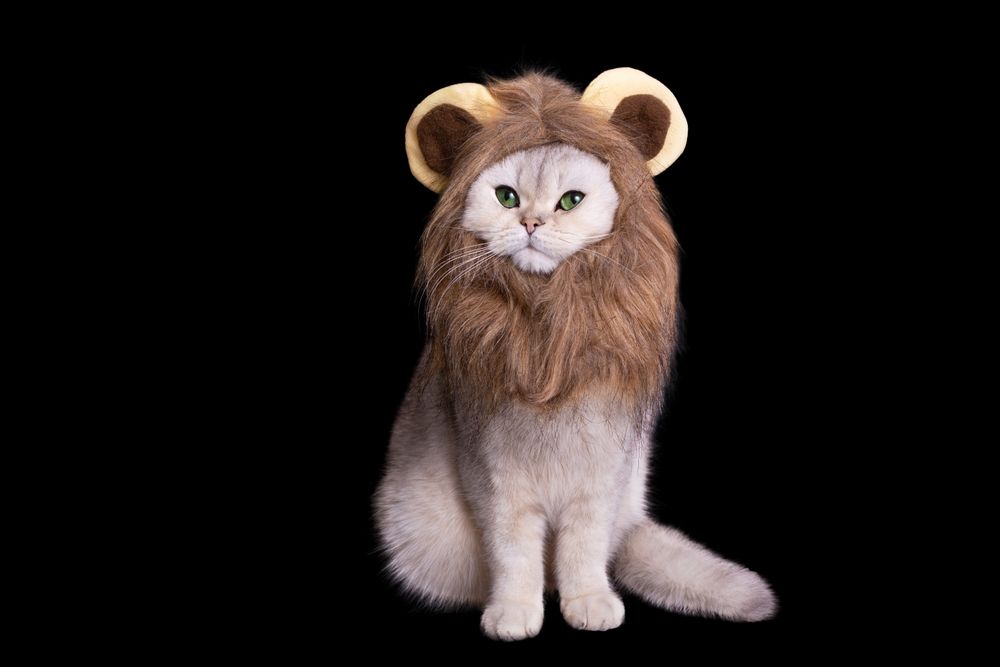 Cat Wearing Lion Costume — Costumes Galore in Fraser Coast, QLD