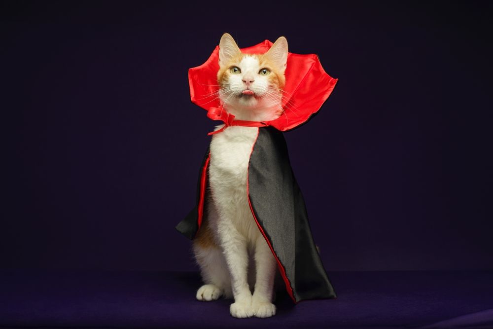 A Cat Sits and Wearing a Vampire Cape — Costumes Galore in Fraser Coast, QLD