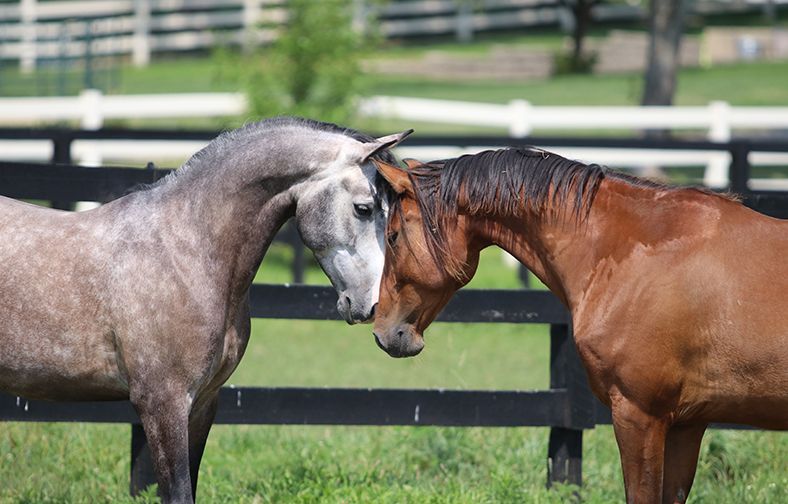 Two horses, one gray and one brown, touching heads in a grassy paddock
