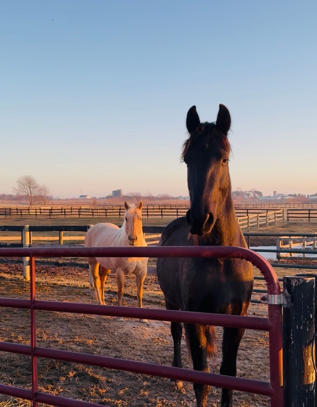 Black horse and white horse standing in a fenced paddock at sunset.