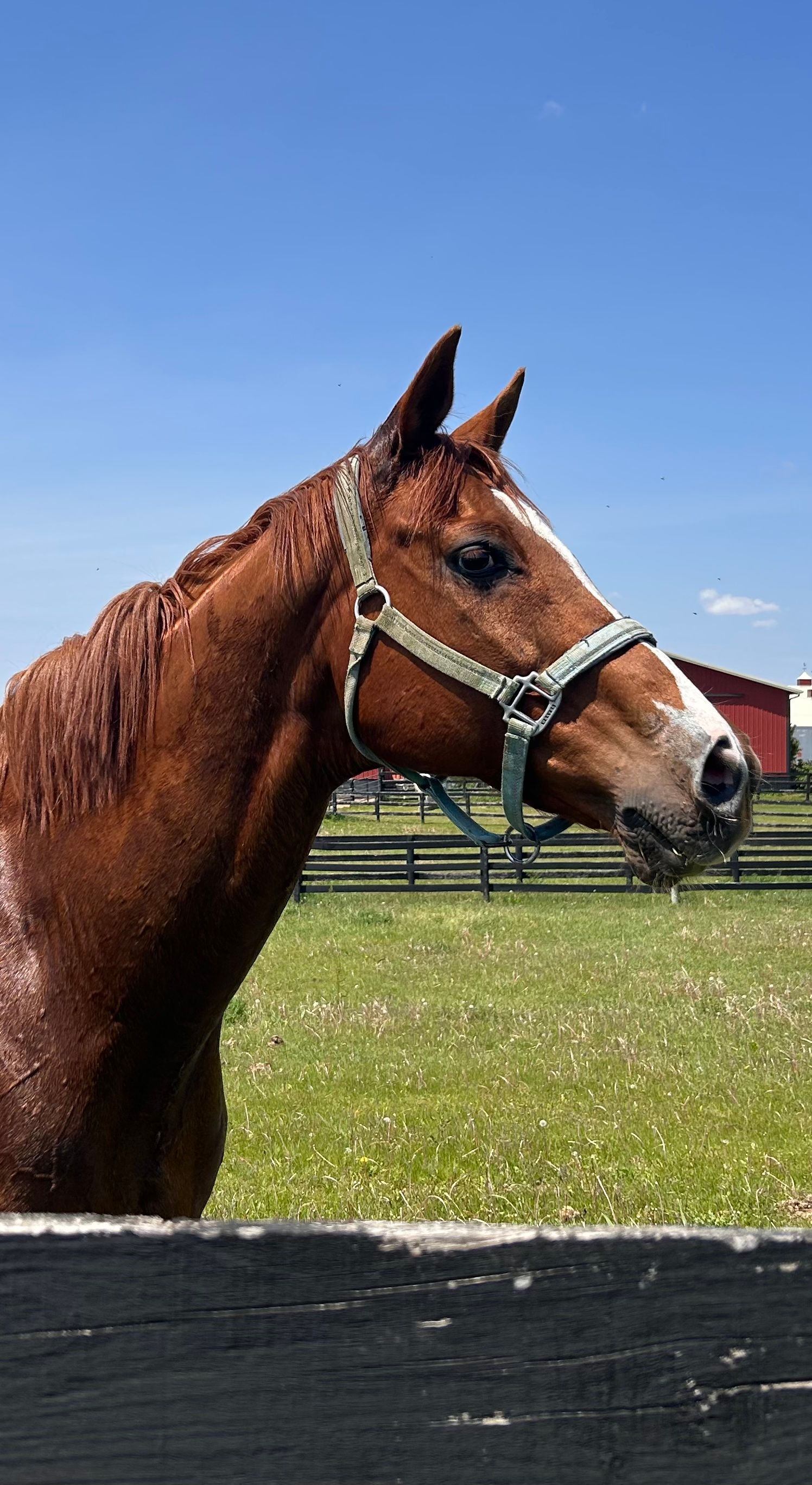 Chestnut horse in a halter standing by a fence in a sunny field