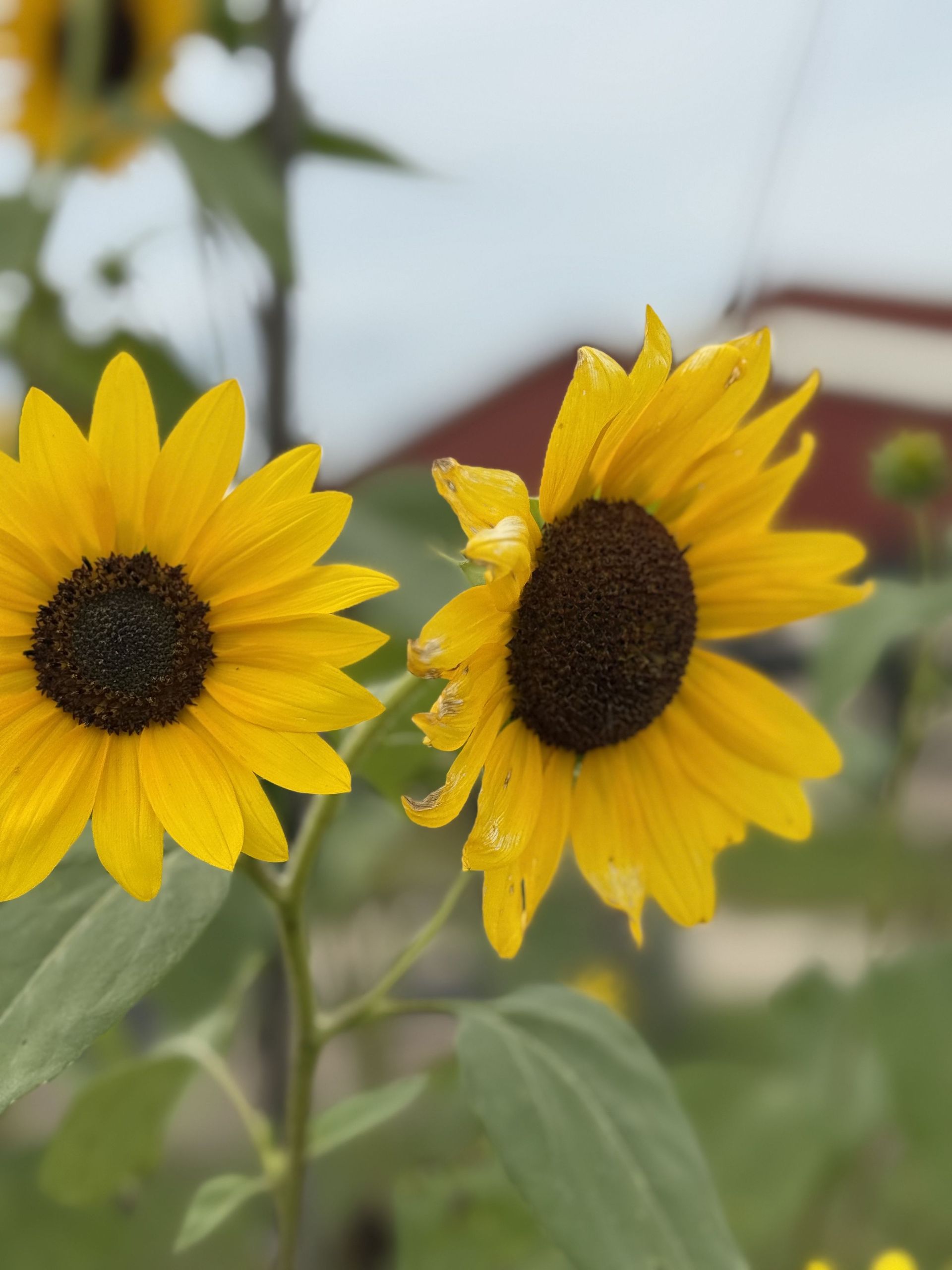 Two yellow sunflowers with dark centers in a garden, one slightly wilted