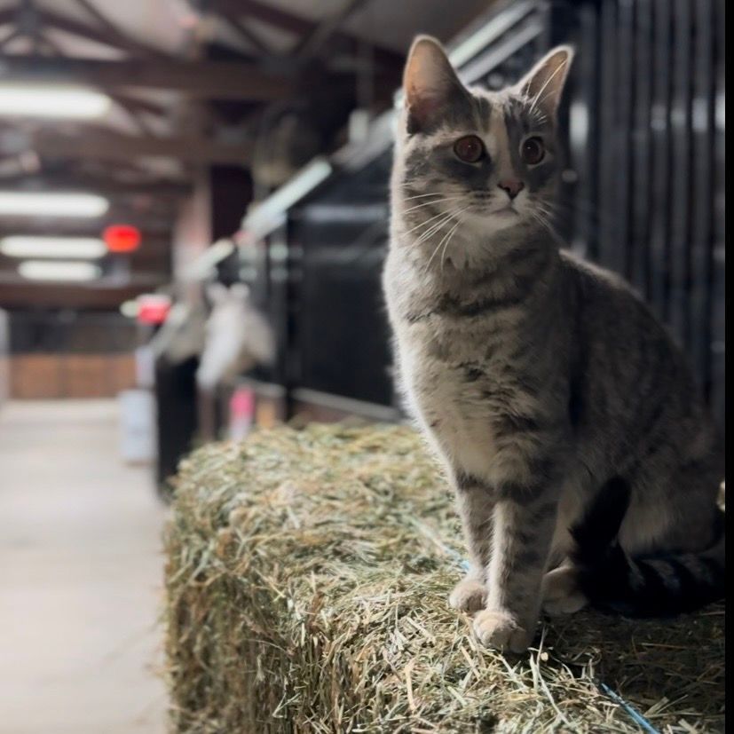 Gray tabby cat sitting on a hay bale in a barn aisle, looking alert