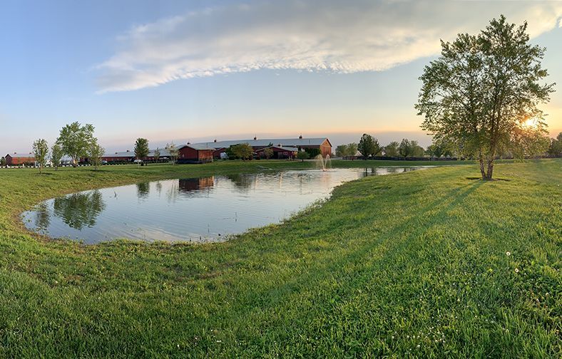 Grassy park with a small pond, a lone tree, and distant buildings under a cloudy evening sky